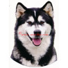Samolepka aljašský malamut