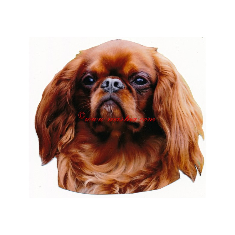 Samolepka King Charles španěl