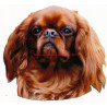 Samolepka King Charles španěl