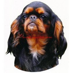 Samolepka King Charles španěl