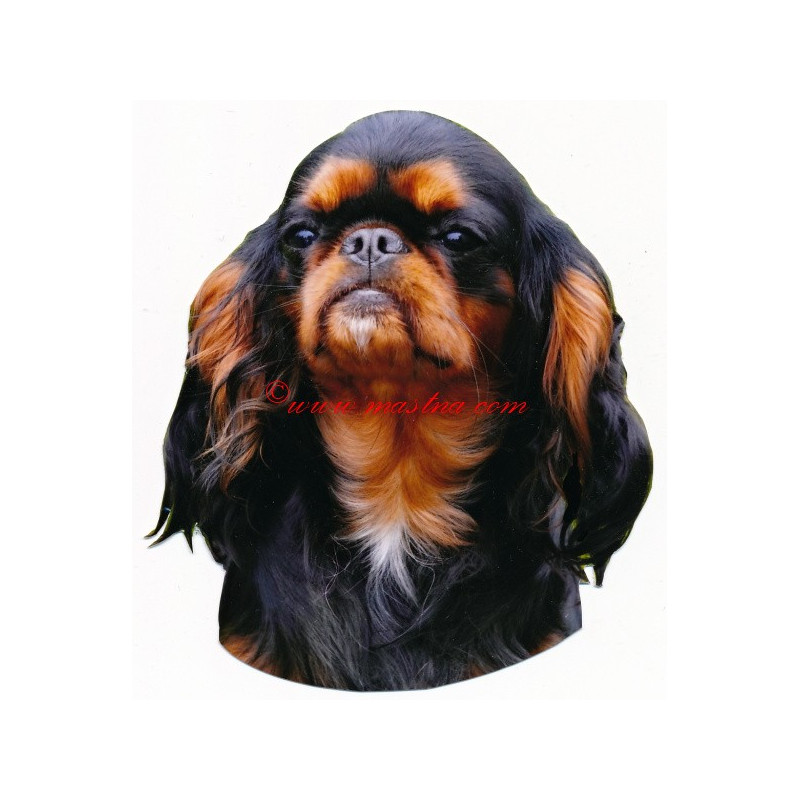 Samolepka King Charles španěl