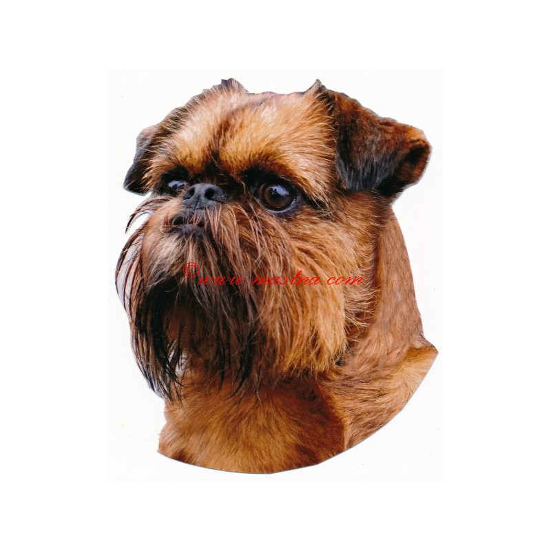 Samolepka bruselský grifonek