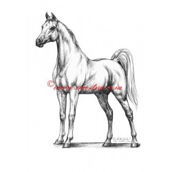 Samolepka arab, kůň, koně - archiv