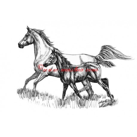 Samolepka arab, kůň, koně