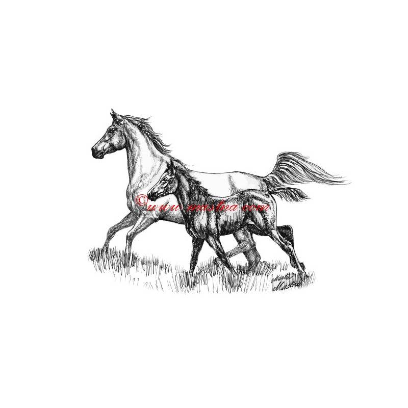 Samolepka arab, kůň, koně