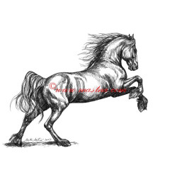 Samolepka fríský kůň, koně