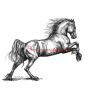 Samolepka fríský kůň, koně