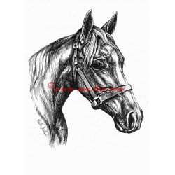 Samolepka buďonnovský kůň, koně