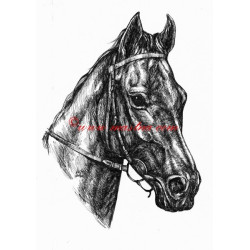 Samolepka anglický plnokrevník Quadra, kůň, koně
