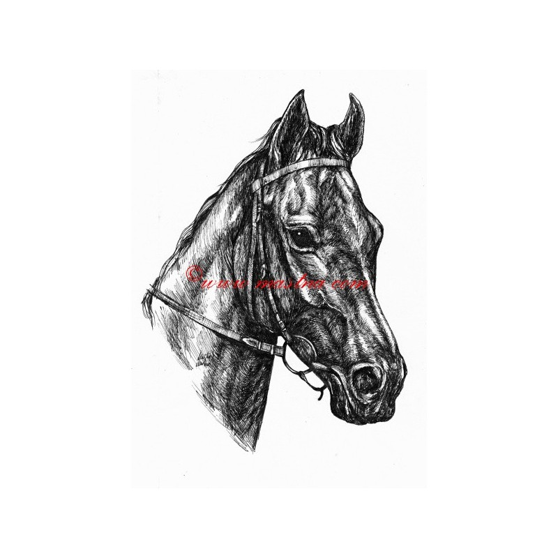 Samolepka anglický plnokrevník Quadra, kůň, koně