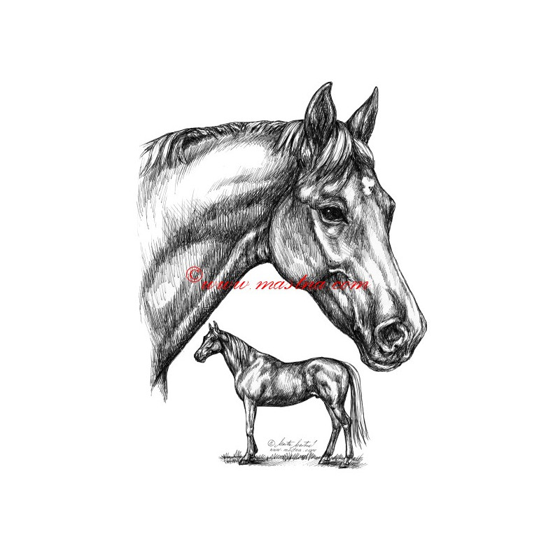 Samolepka anglický plnokrevník Korok, kůň, koně