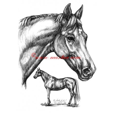 Samolepka anglický plnokrevník Korok, kůň, koně