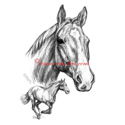 Samolepka Sagar, kůň, koně