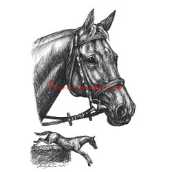 Samolepka Registana, anglický plnokrevník, kůň, koně
