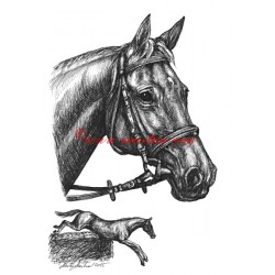 Samolepka Registana, anglický plnokrevník, kůň, koně