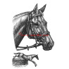 Samolepka Registana, anglický plnokrevník, kůň, koně