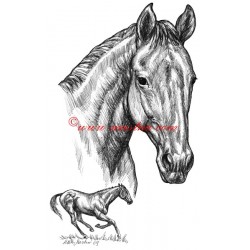 Samolepka Peruán, anglický plnokrevník, kůň, koně