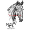 Samolepka Peruán, anglický plnokrevník, kůň, koně