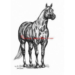 Samolepka quarter horse, kůň, koně