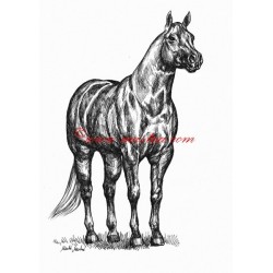 Samolepka quarter horse, kůň, koně