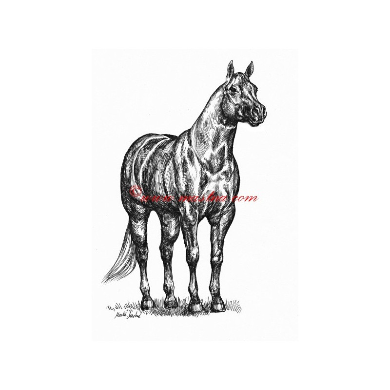 Samolepka quarter horse, kůň, koně