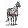 Samolepka quarter horse, kůň, koně