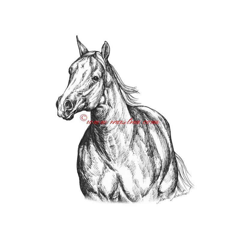 Samolepka quarter horse, kůň, koně
