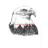 Obraz orel bělohlavý, tužka - tisk