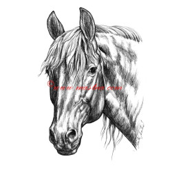 Samolepka teplokrevník, kůň, koně