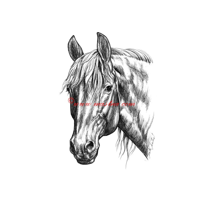 Samolepka teplokrevník, kůň, koně
