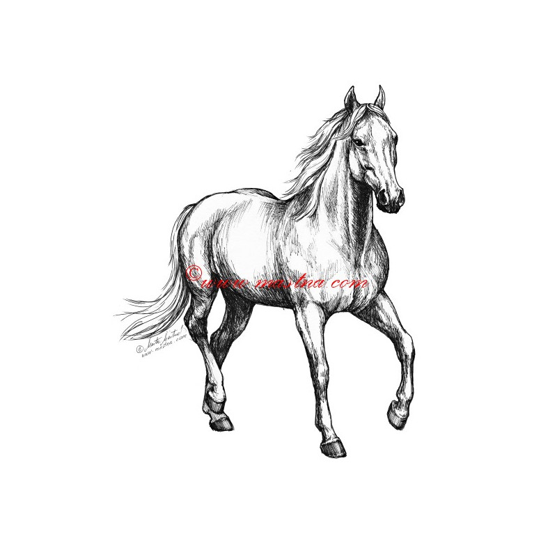 Samolepka Filippi, kůň, koně