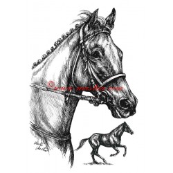 Samolepka Tiumen, anglický plnokrevník, kůň, koně