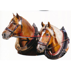 Samolepka chladnokrevníci, kůň , koně