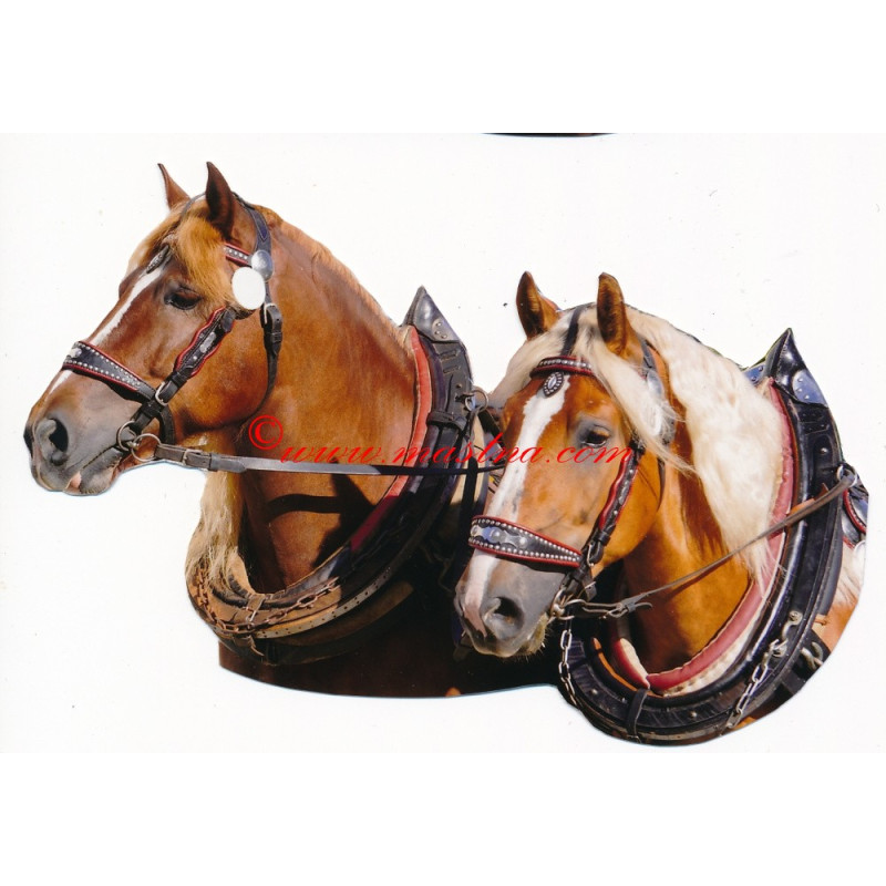 Samolepka chladnokrevníci, kůň , koně