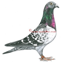 Samolepka holub poštovní