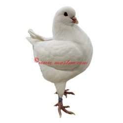 Samolepka holub king