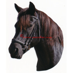 Samolepka huculský kůň, koně