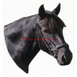 Samolepka huculský kůň, koně