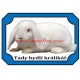 Cedulka králík zakrslý beránek bílý