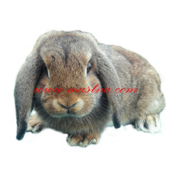 Samolepka králík zakrslý beránek