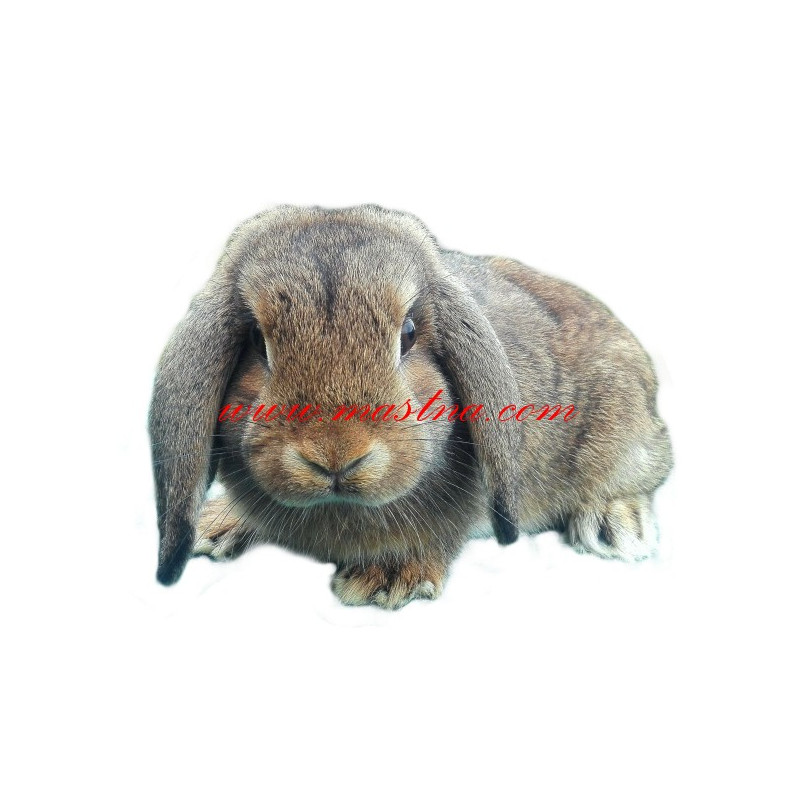Samolepka králík zakrslý beránek
