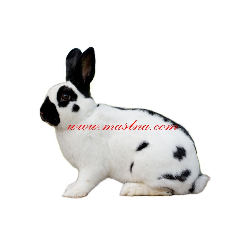 Samolepka králík český strakáč