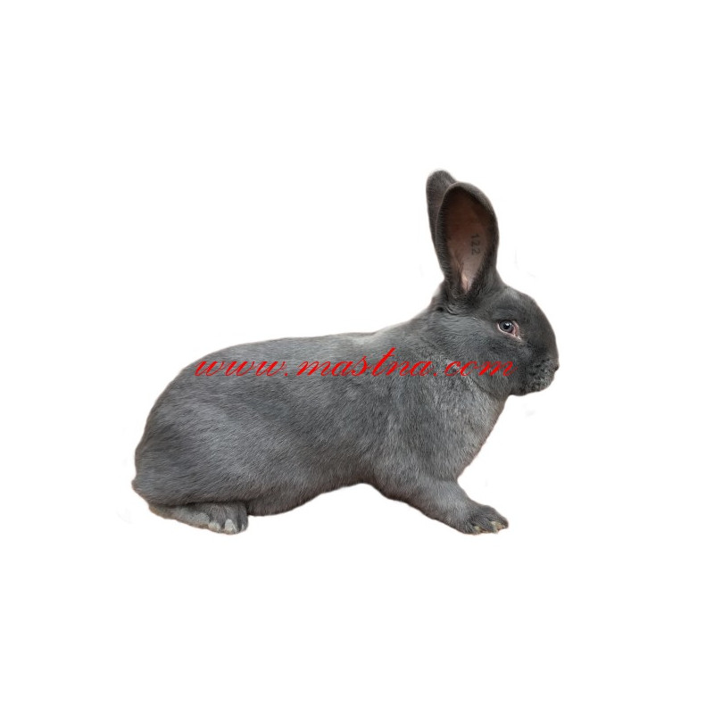 Samolepka králík moravský modrý