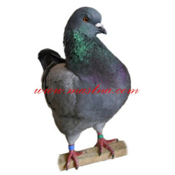 Samolepka holub king