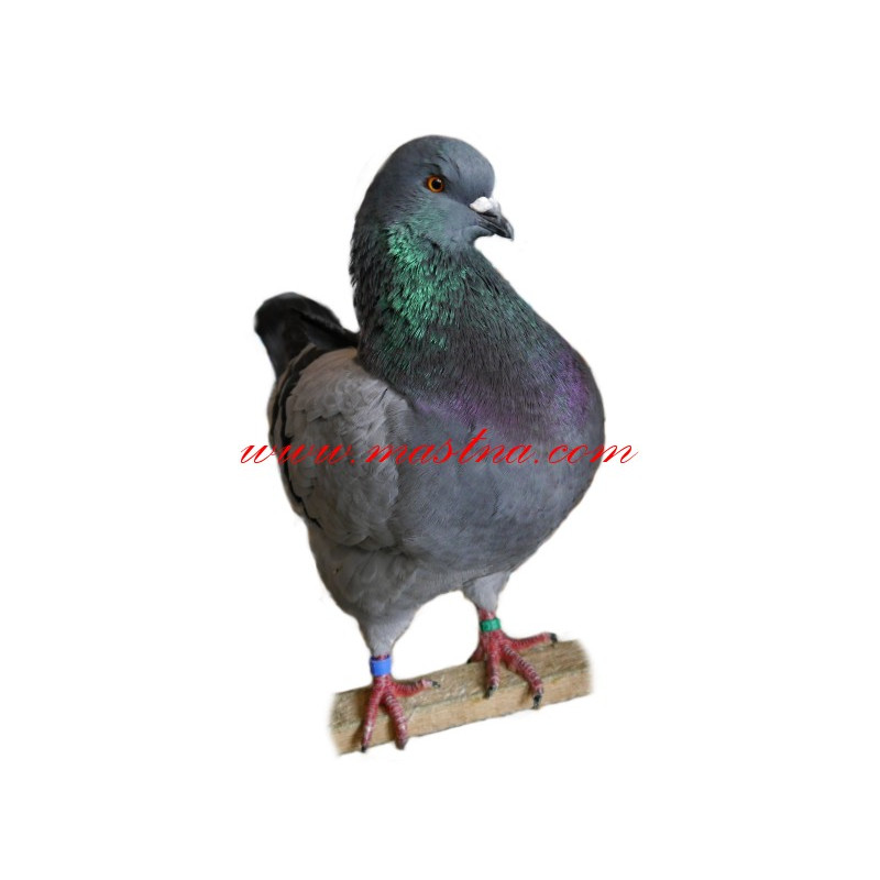 Samolepka holub king