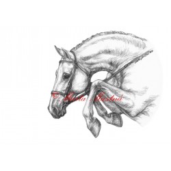 Obraz parkur, kůň, koně, tužka - tisk