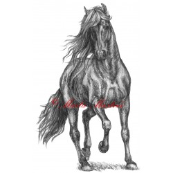 Obraz vraník, kůň, koně, tužka - tisk