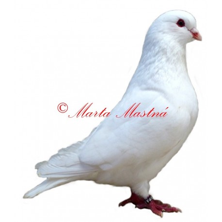Samolepka holub bílý benešovský