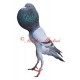 Samolepka holub brněnský voláč
