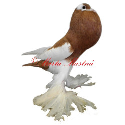 Samolepka holub český voláč